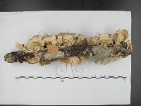 登錄號:F0024086藏品圖，第3張