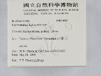 紫色禿馬勃藏品圖，第2張