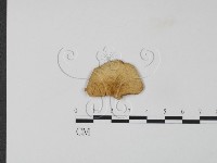 登錄號:F0024088藏品圖，第1張