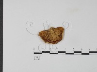 登錄號:F0024088藏品圖，第3張