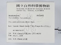 毛木耳藏品圖，第2張