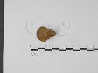 毛木耳藏品圖，第3張