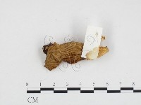 登錄號:F0024094藏品圖，第3張