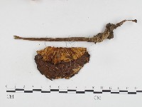 登錄號:F0024095藏品圖，第1張