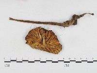 登錄號:F0024095藏品圖，第3張