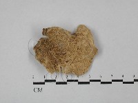 登錄號:F0024099藏品圖，第1張