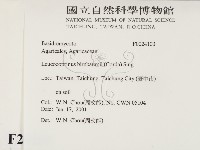 純黃白鬼傘藏品圖，第2張