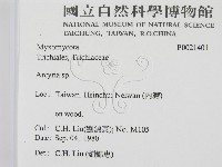 相鄰小孔菌藏品圖，第2張