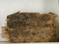 相鄰小孔菌藏品圖，第3張