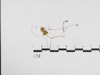 登錄號:F0024103藏品圖，第1張