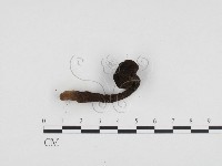 登錄號:F0024105藏品圖，第3張