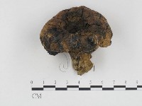 登錄號:F0024107藏品圖，第1張