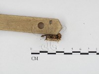 登錄號:F0024108藏品圖，第3張