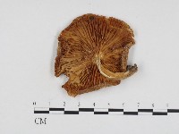 登錄號:F0024110藏品圖，第3張