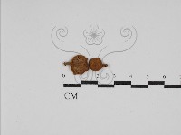 登錄號:F0024111藏品圖，第1張