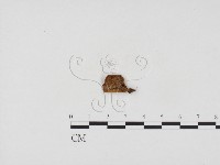 登錄號:F0024111藏品圖，第3張