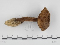 登錄號:F0024113藏品圖，第1張