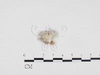 裂褶菌藏品圖，第1張