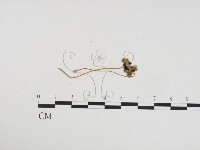 登錄號:F0024116藏品圖，第1張