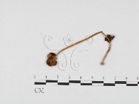 登錄號:F0024117藏品圖，第1張