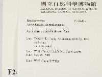 毛木耳藏品圖，第2張