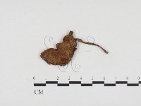 登錄號:F0024125藏品圖，第1張