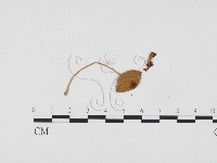 登錄號:F0024126藏品圖，第1張