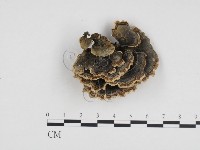 雲芝藏品圖，第3張