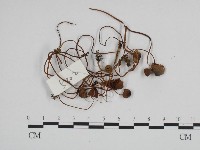 登錄號:F0024129藏品圖，第1張