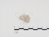 裂褶菌藏品圖，第1張