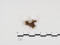 裂褶菌藏品圖，第3張