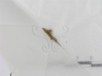 登錄號:F0024134藏品圖，第1張