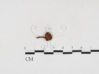 登錄號:F0024135藏品圖，第1張