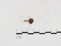 登錄號:F0024135藏品圖，第3張