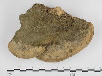 東方栓菌藏品圖，第1張