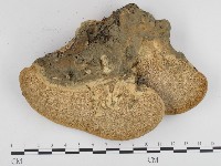 東方栓菌藏品圖，第3張