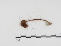 登錄號:F0024137藏品圖，第1張