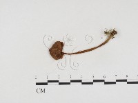 登錄號:F0024137藏品圖，第3張