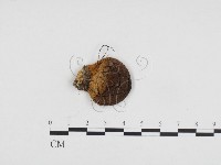 登錄號:F0024138藏品圖，第1張