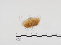 登錄號:F0024140藏品圖，第1張