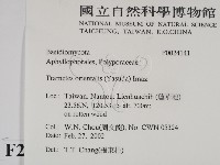 東方栓菌藏品圖，第2張