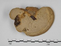 東方栓菌藏品圖，第3張