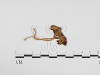 登錄號:F0024144藏品圖，第1張