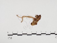 登錄號:F0024144藏品圖，第3張