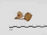 登錄號:F0024145藏品圖，第3張