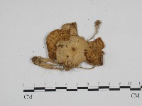 登錄號:F0024146藏品圖，第1張