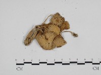 登錄號:F0024146藏品圖，第3張