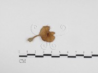 登錄號:F0024147藏品圖，第1張