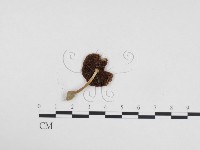 登錄號:F0024147藏品圖，第3張