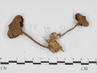 登錄號:F0024148藏品圖，第1張